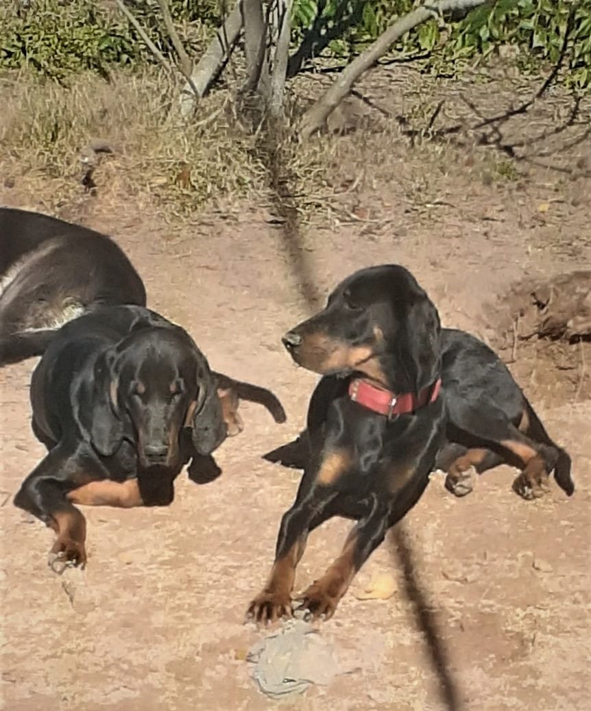 hounds