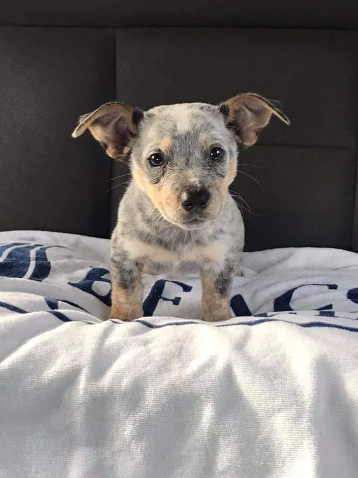 received_163327158824178_1